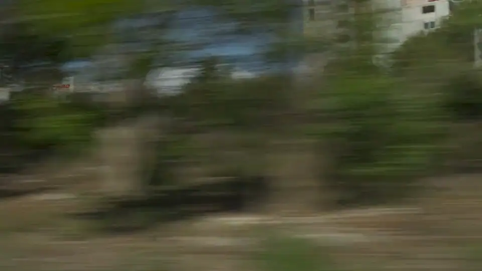 Palms & Foliage preview